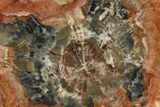 Colorful, Pink Petrified Wood (Araucaria) Round - Arizona #299233-1